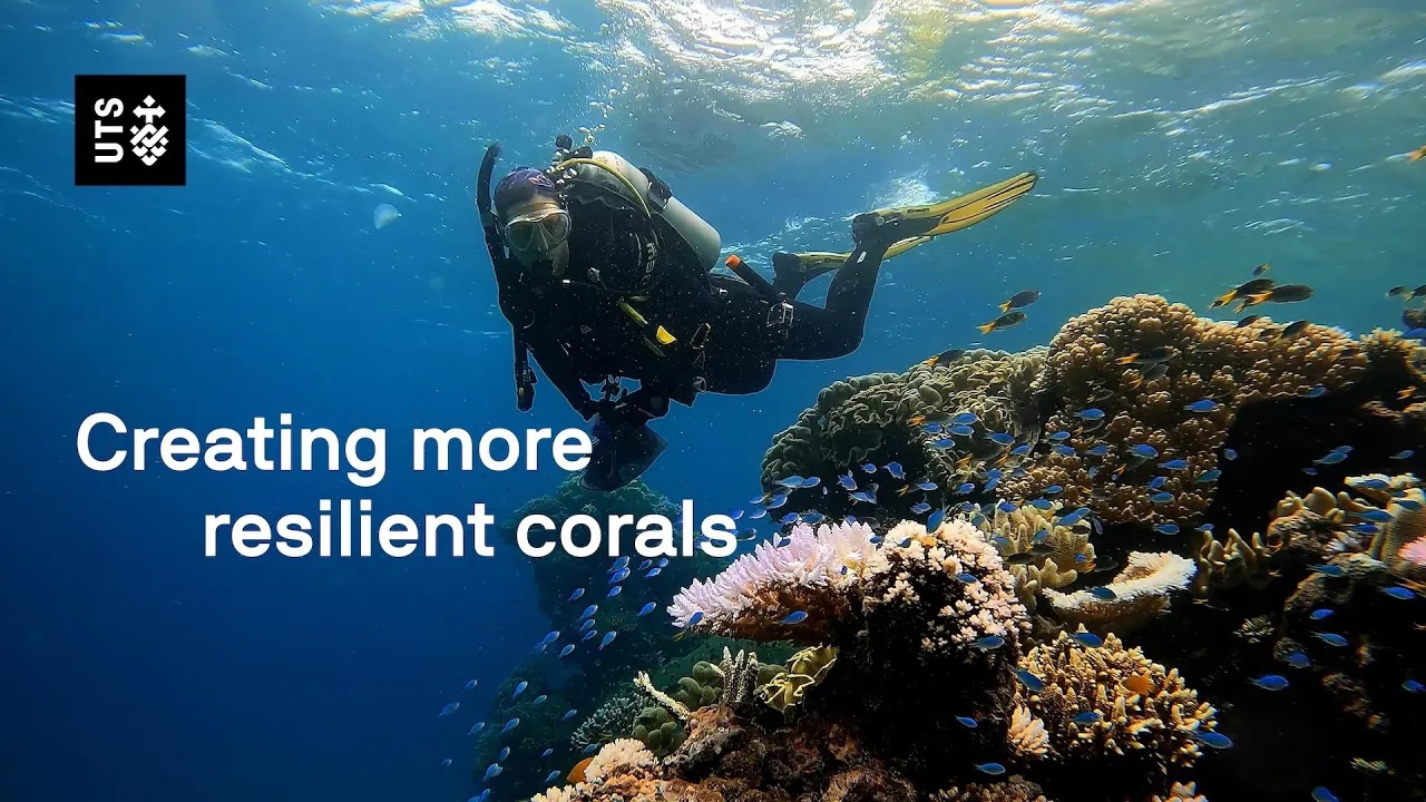 Video still of Dr Emma Camp scuba diving in the Great Barrier Reef.