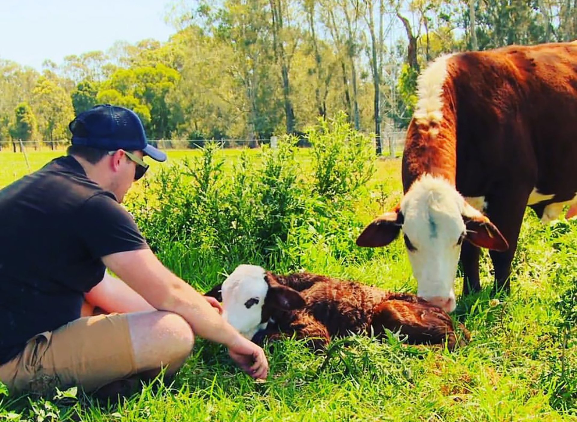 Joshua Gilbert with a cow and calf. Author provided