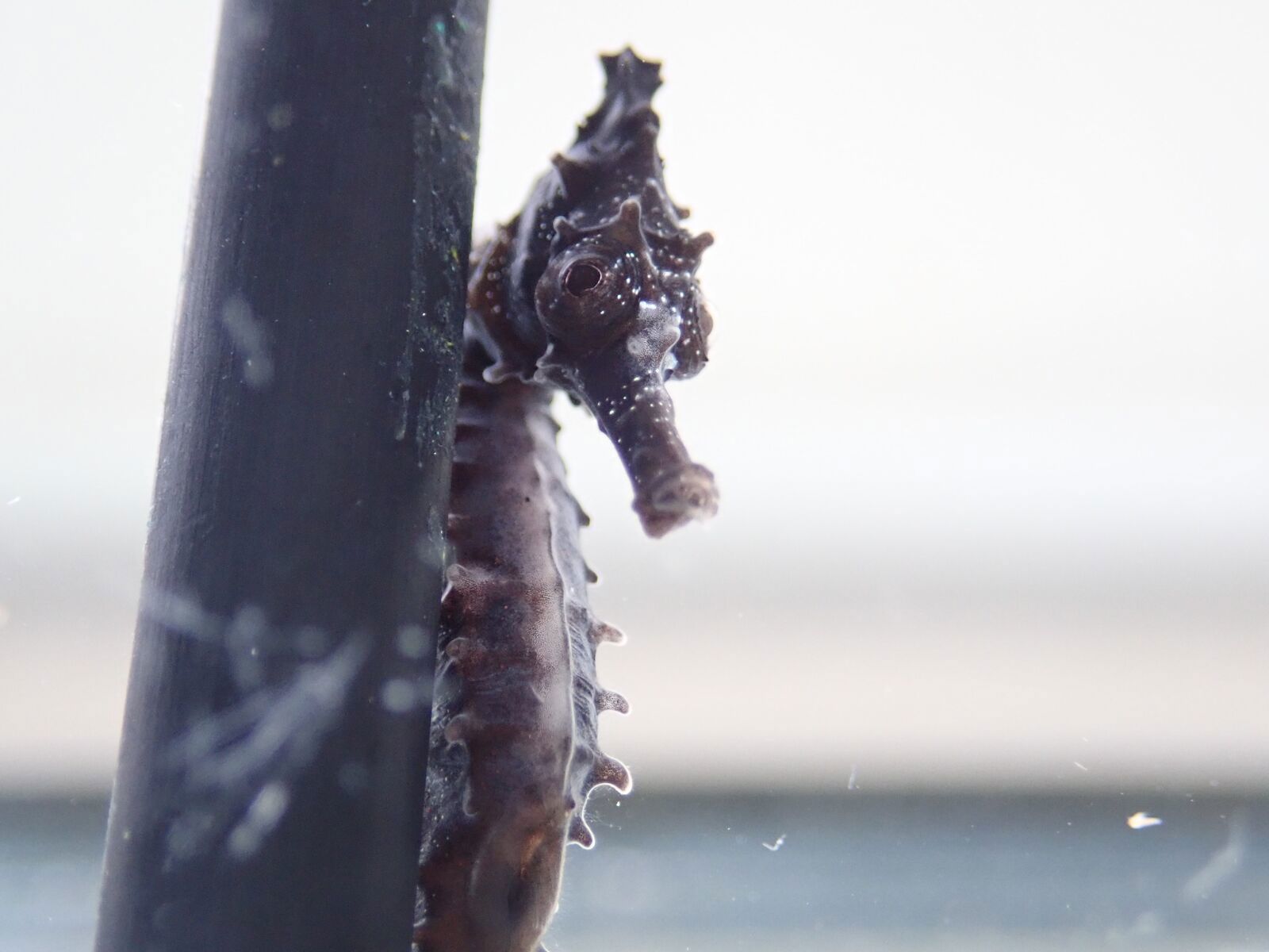 Seahorse looking at camera